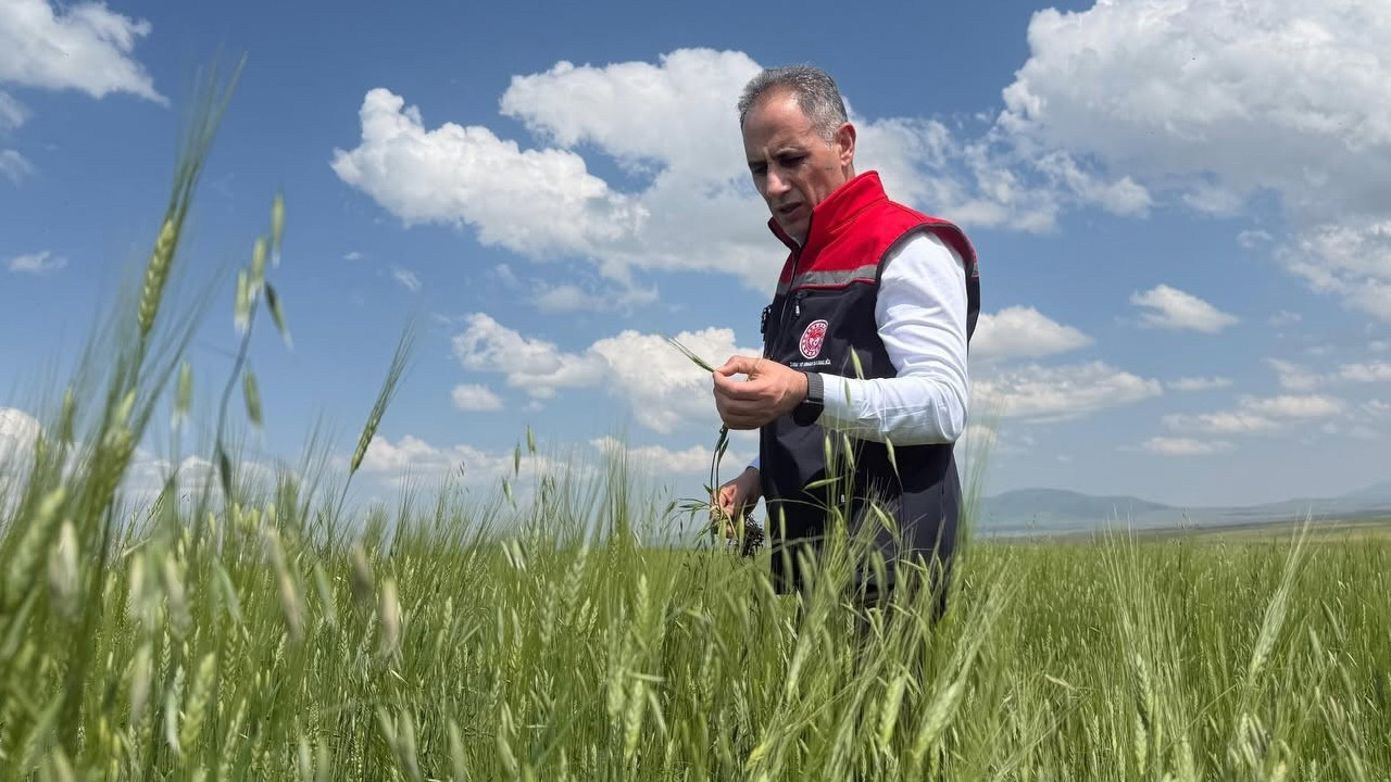 13 bin yıllık genetik hazine: Anadolu’nun en eski buğdayı Kars’ta şahlanıyor Haber gorseli