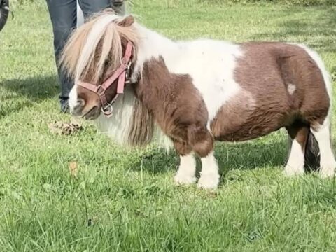 Oyuncaga benziyor ama gercek dunyanin en kucuk ati secildi gMFURHL4