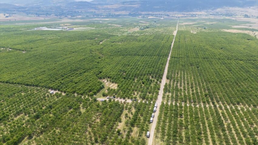 Sinirlari kaldiralim dediler servete kondular bir koyun kaderini degistiren karar Ag62XyTY